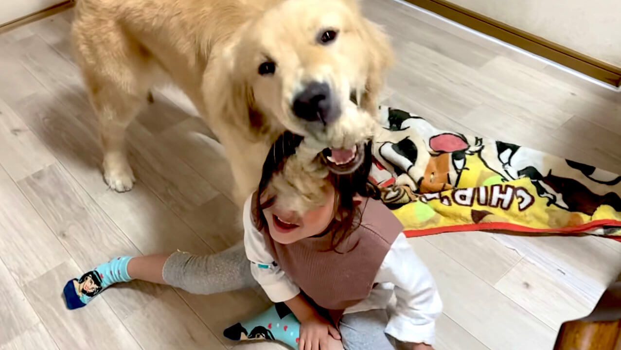 ゴールデンレトリーバー,動画