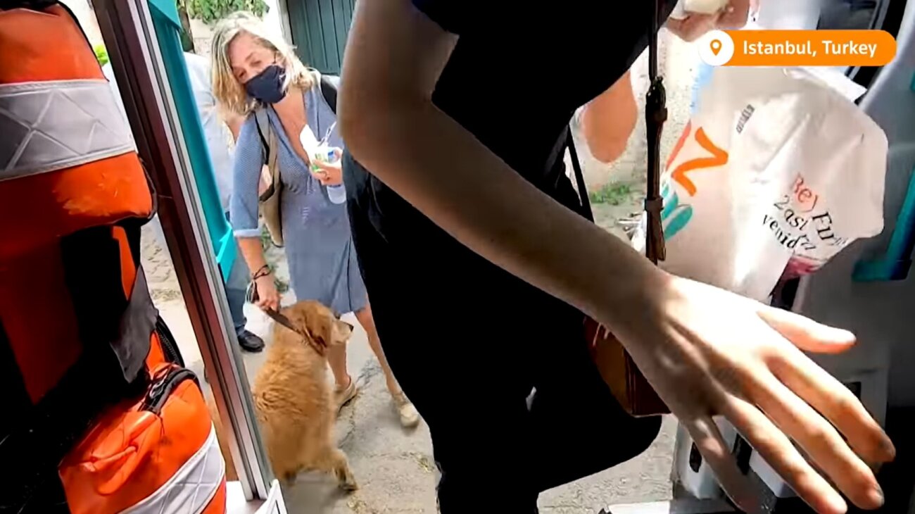 ゴールデンレトリーバー,動画