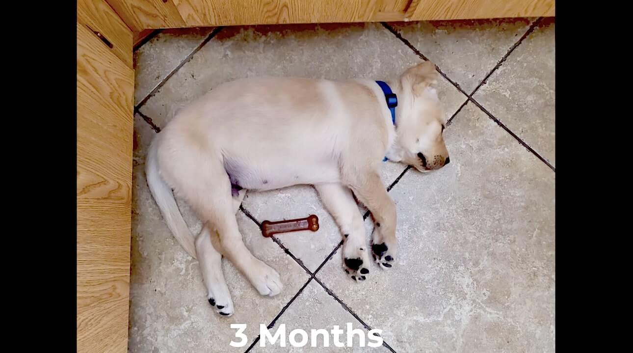 ラブラドールレトリーバー,動画