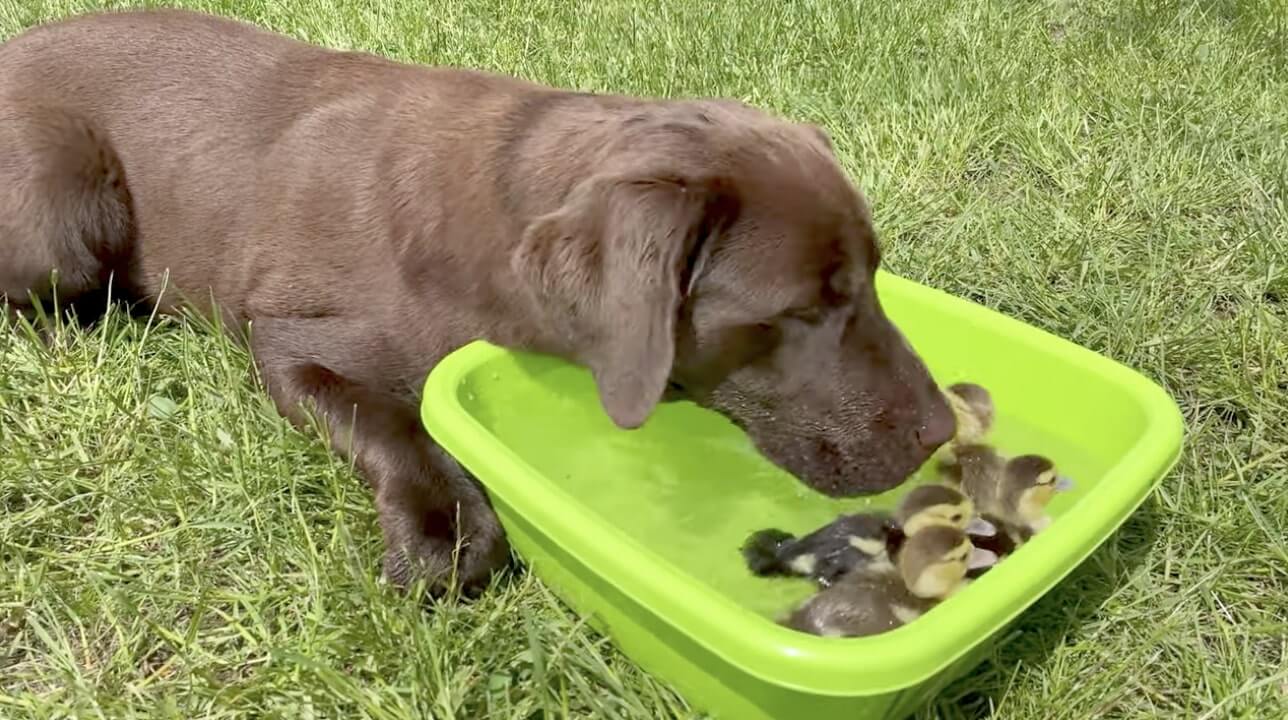 ラブラドールレトリーバー,動画