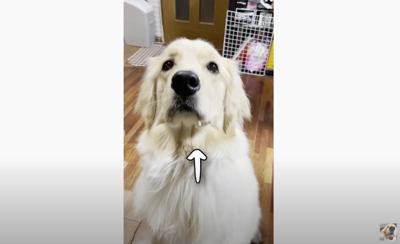 ゴールデンレトリーバー,動画