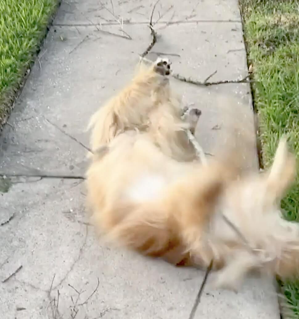 ゴールデンレトリーバー,動画