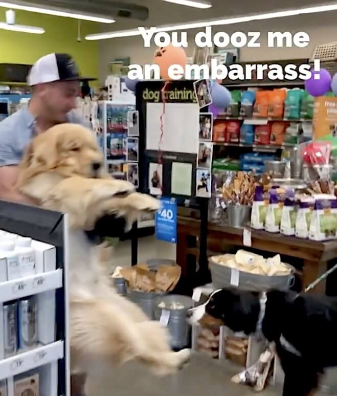 ゴールデンレトリーバー,動画