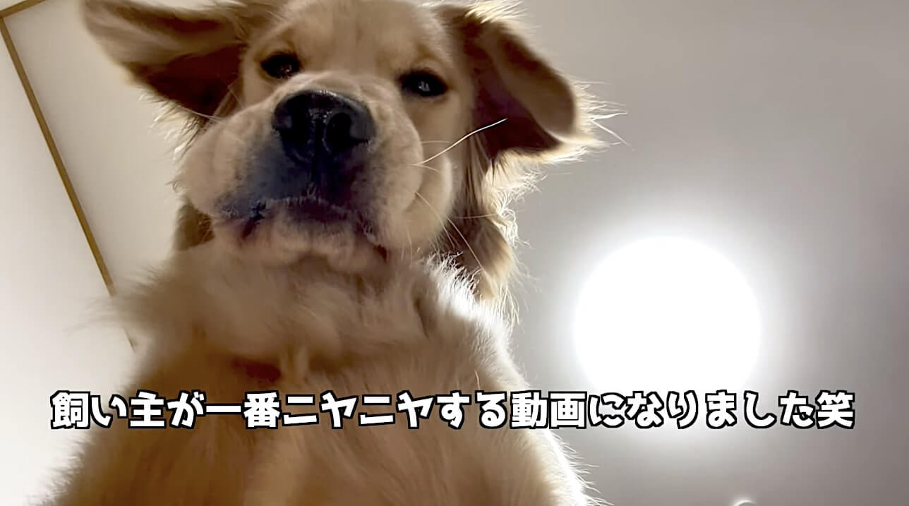 ゴールデンレトリーバー,動画