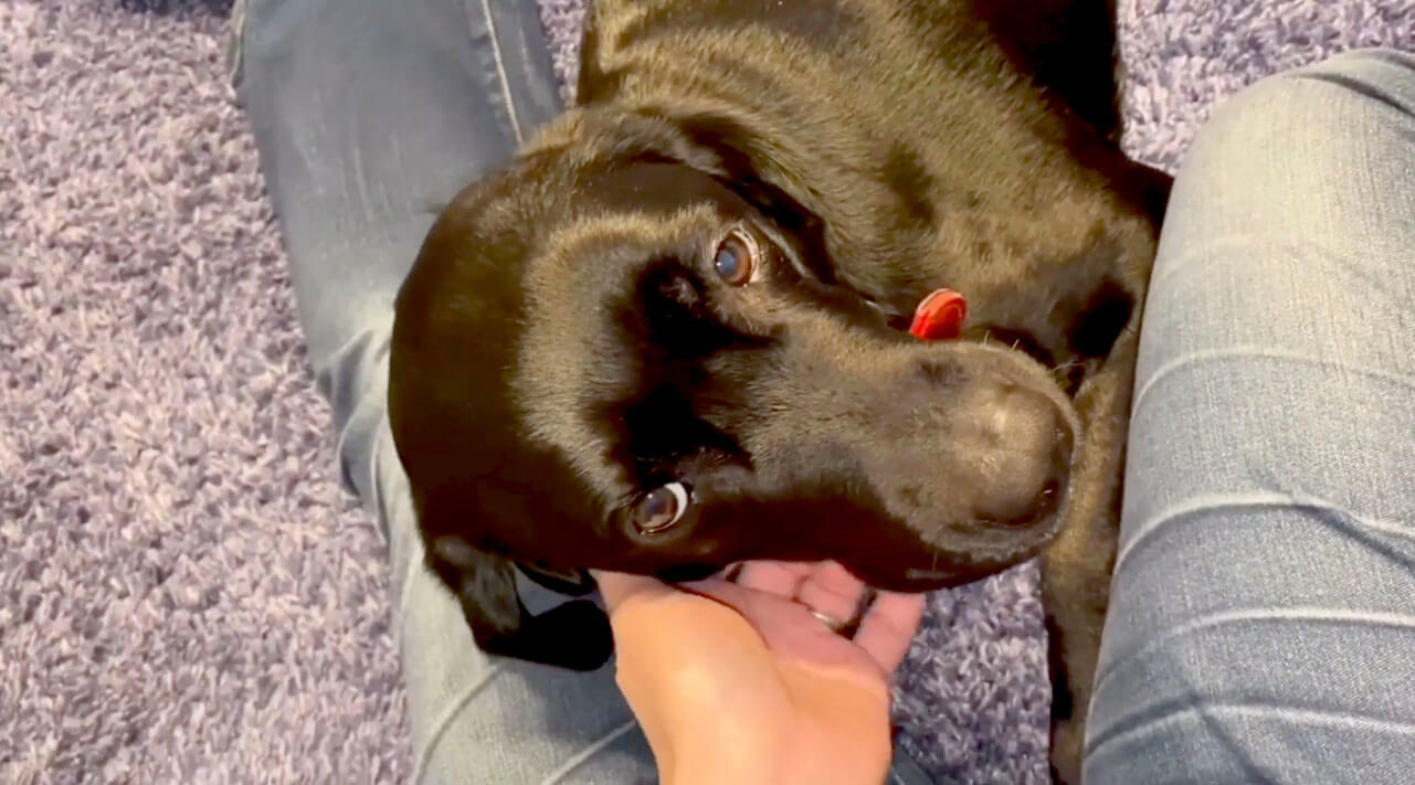 ラブラドールレトリーバー,動画