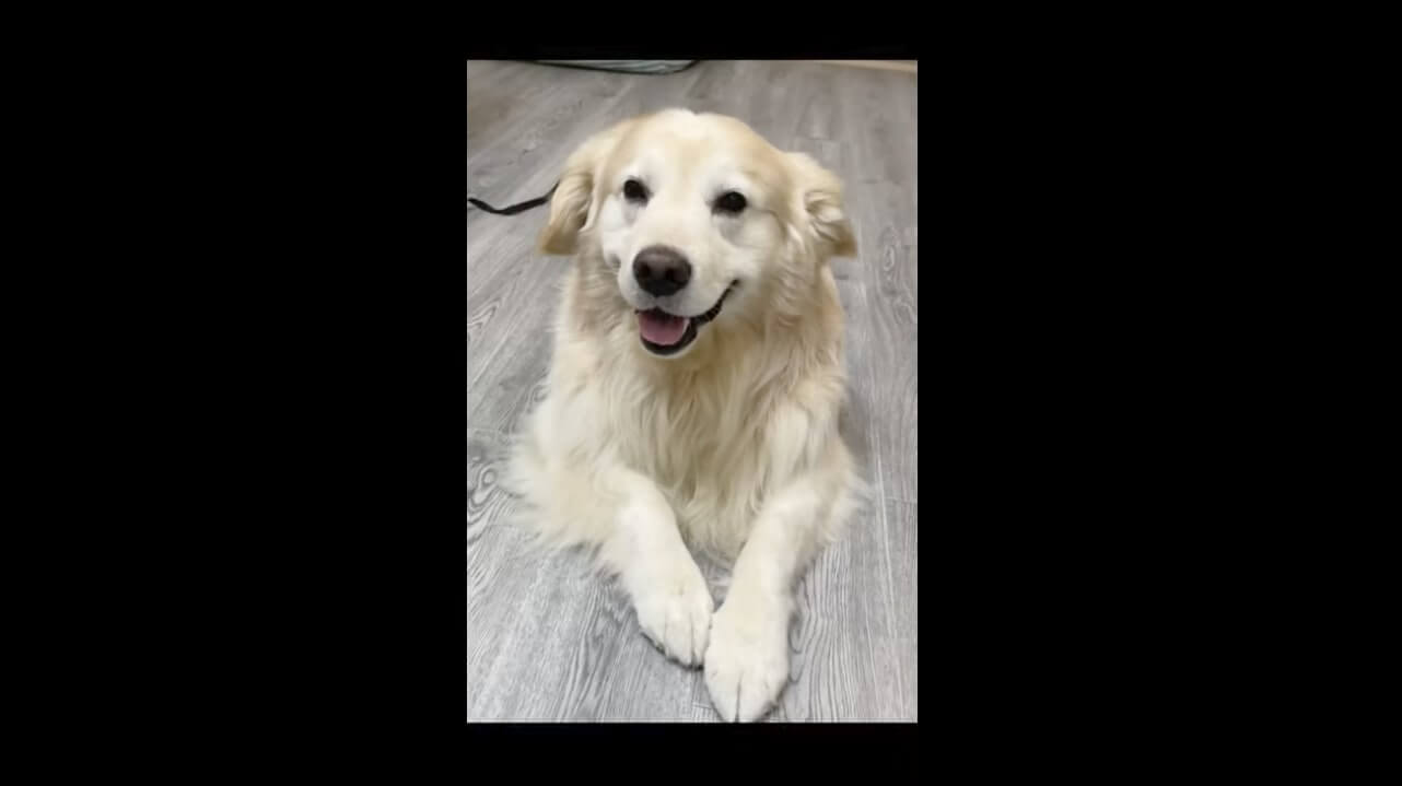 ゴールデンレトリーバー,動画