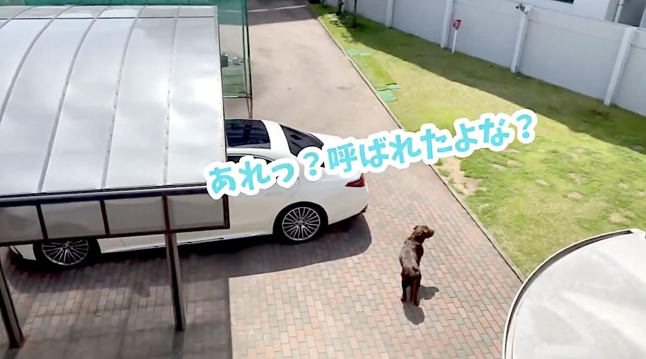 ラブラドールレトリーバー,動画