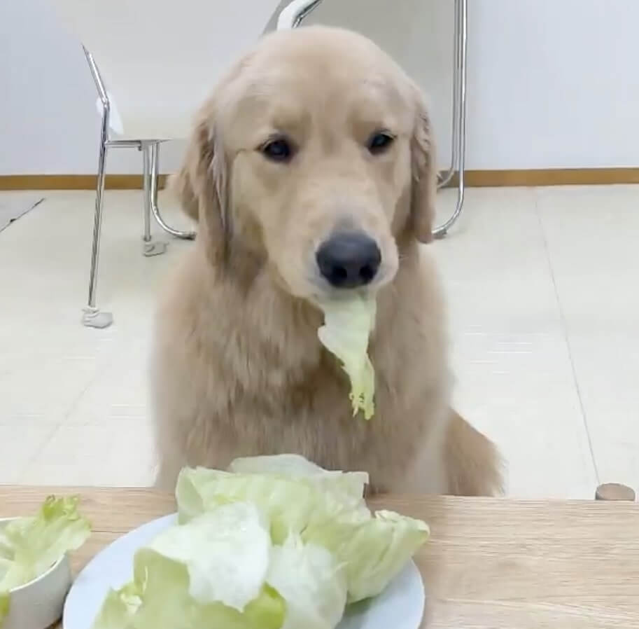 ゴールデンレトリーバー,動画