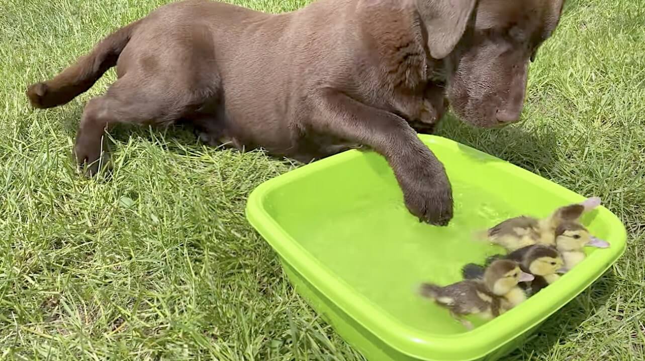 ラブラドールレトリーバー,動画