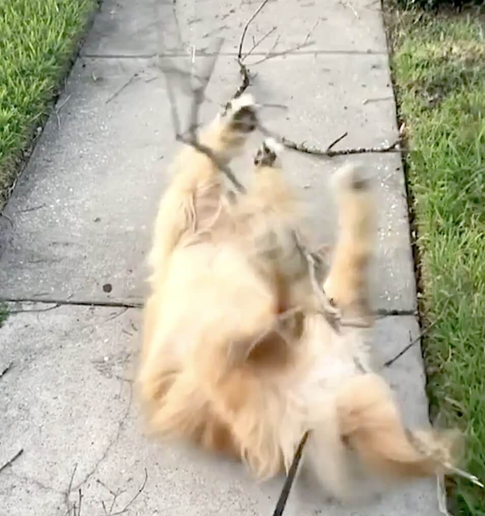 ゴールデンレトリーバー,動画