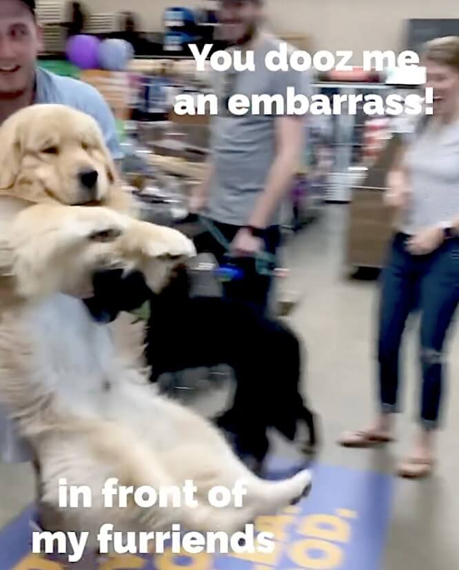 ゴールデンレトリーバー,動画