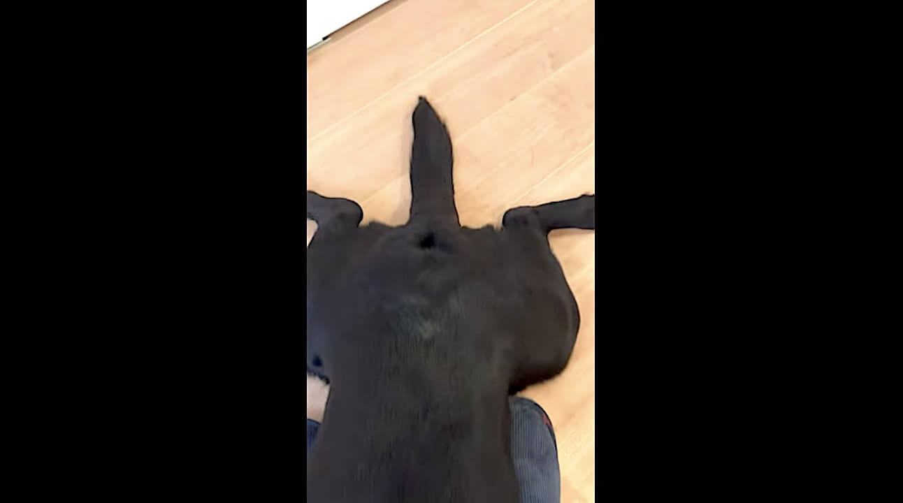 ラブラドールレトリーバー,動画