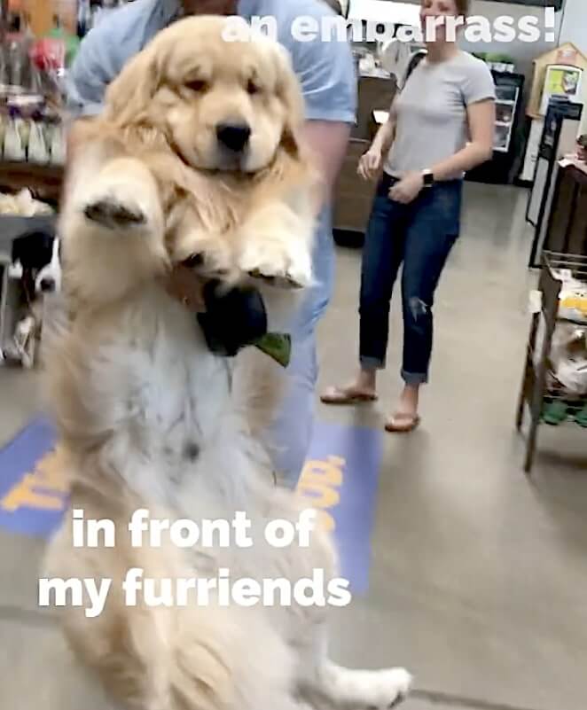 ゴールデンレトリーバー,動画