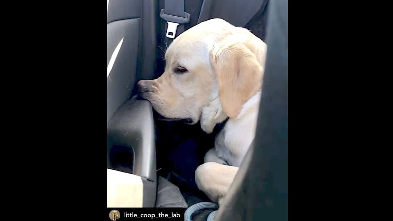 ラブラドールレトリーバー,動画