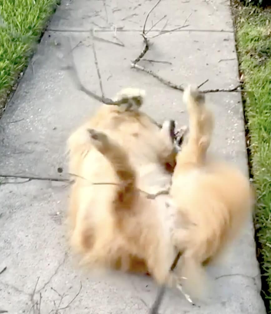 ゴールデンレトリーバー,動画