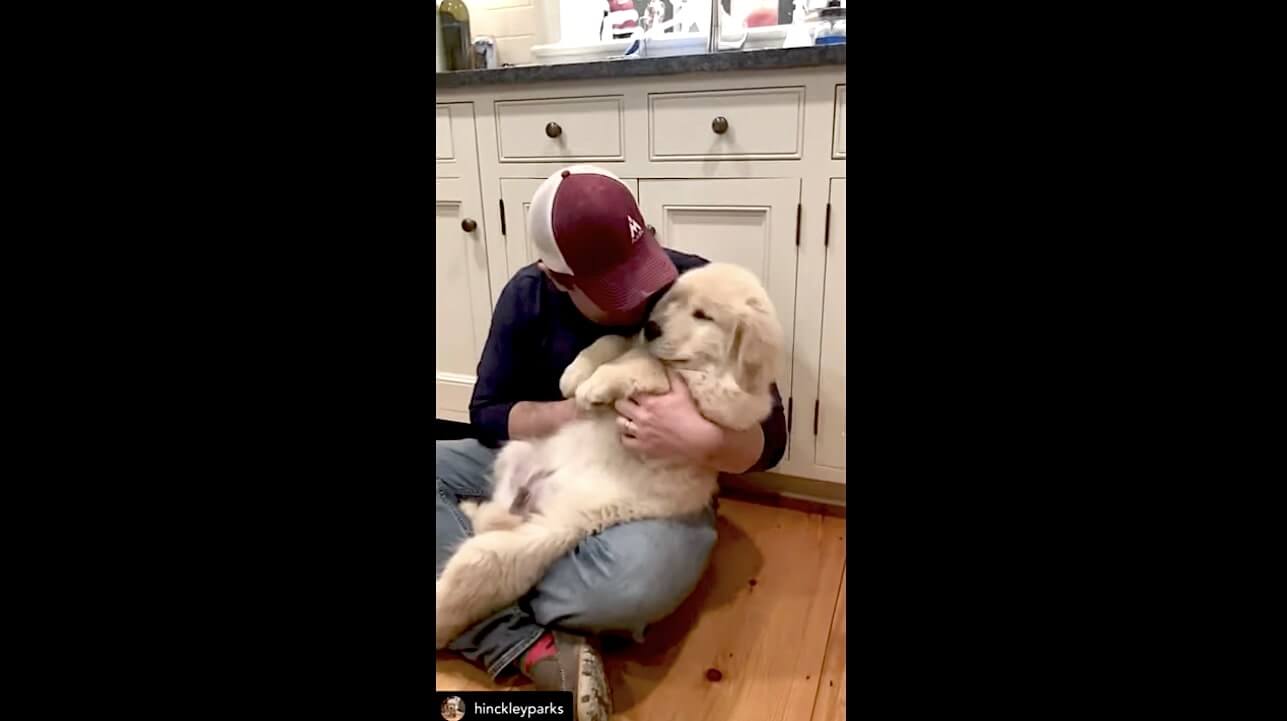 ゴールデンレトリーバー,動画