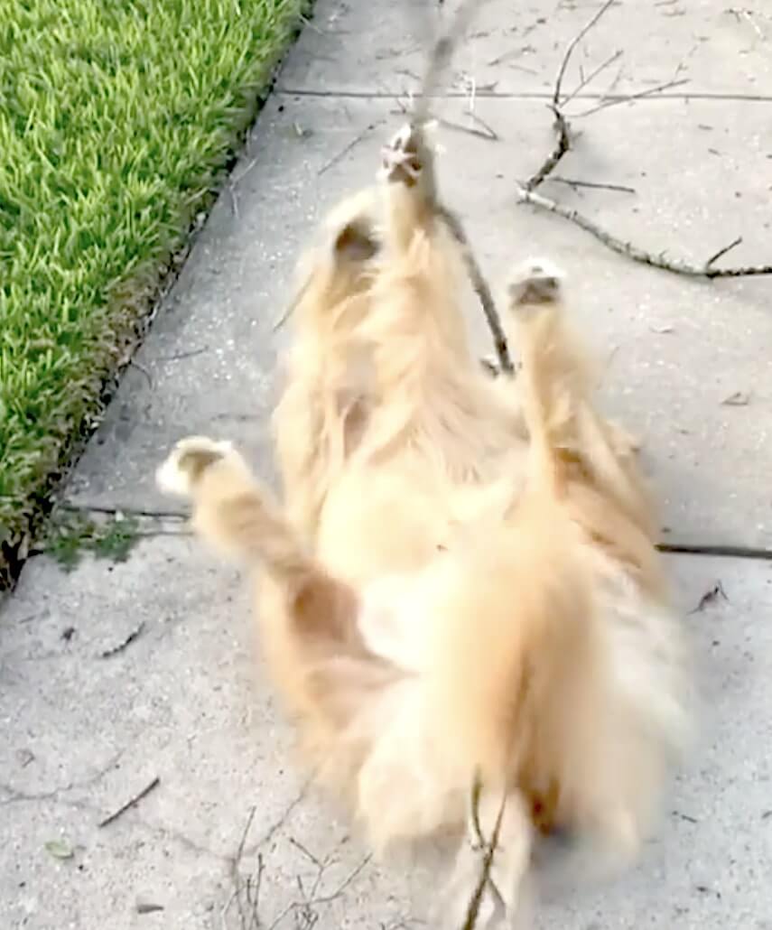 ゴールデンレトリーバー,動画