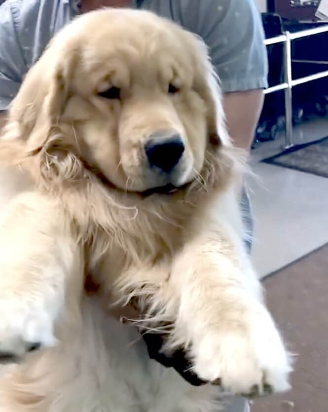 ゴールデンレトリーバー,動画