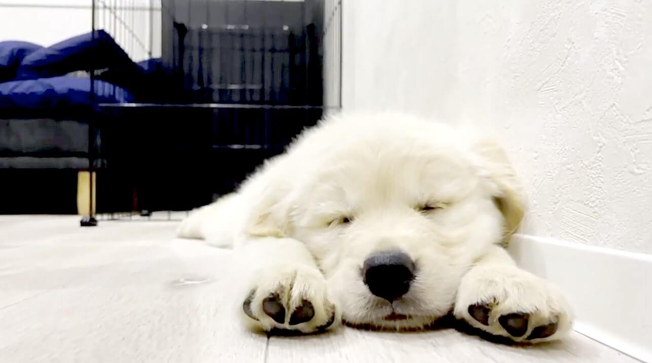 ゴールデンレトリーバー,動画