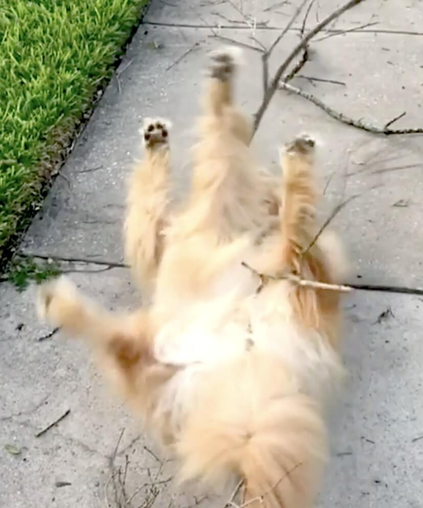 ゴールデンレトリーバー,動画