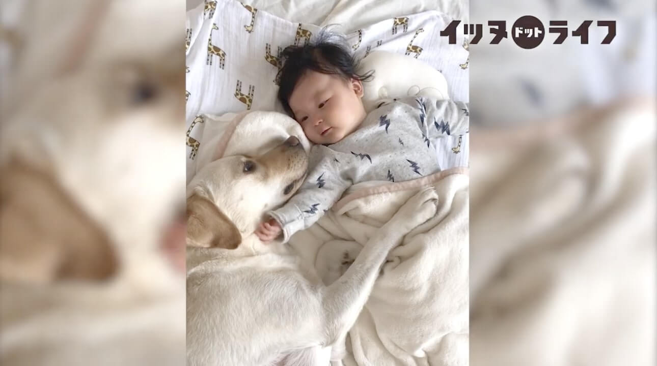 ラブラドール,動画,イッヌドットライフ