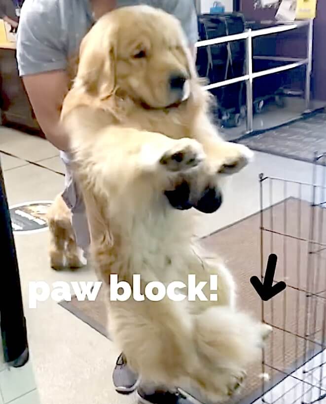 ゴールデンレトリーバー,動画