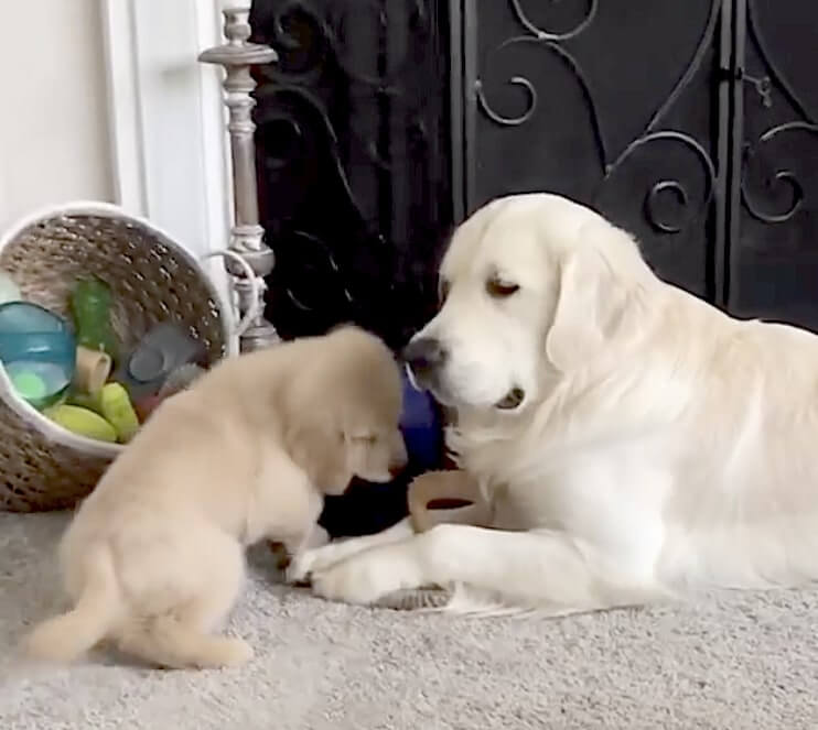 ゴールデンレトリーバー,動画