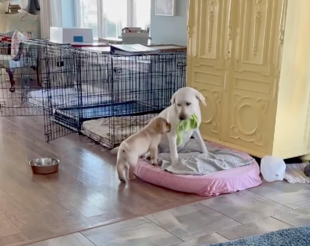 ラブラドールレトリーバー,動画