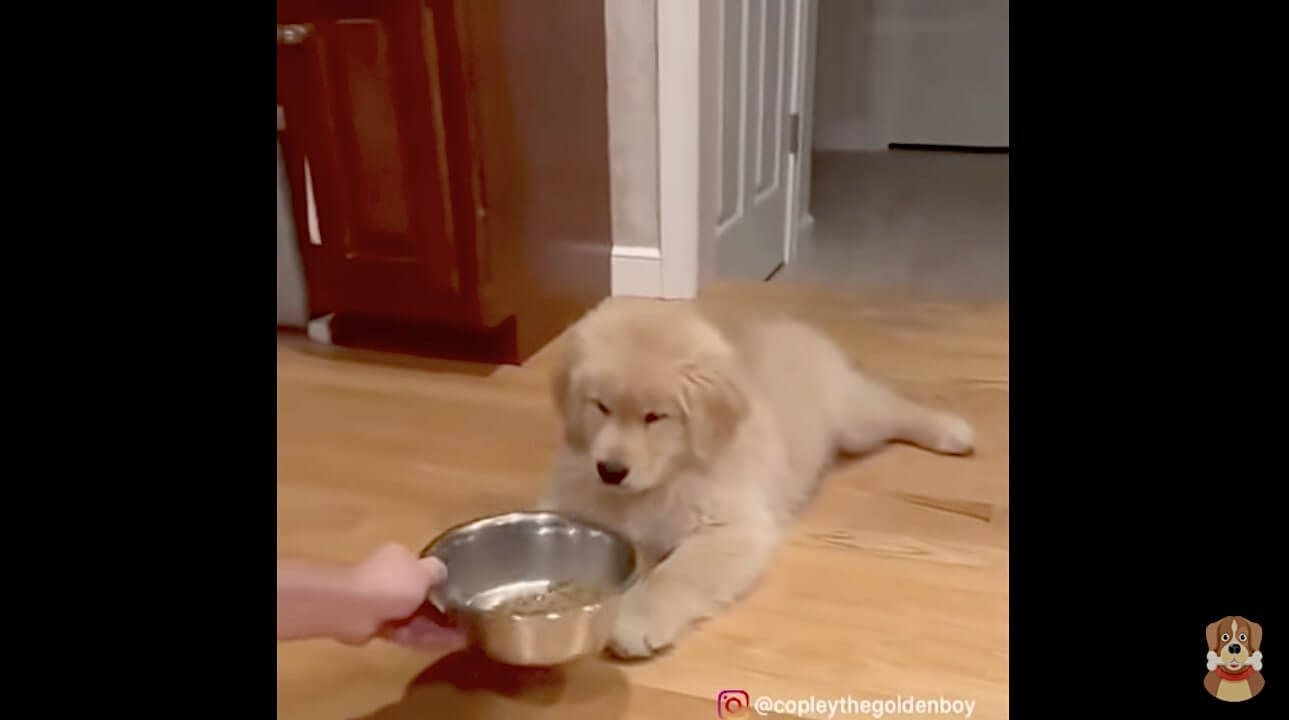 ゴールデンレトリーバー,動画