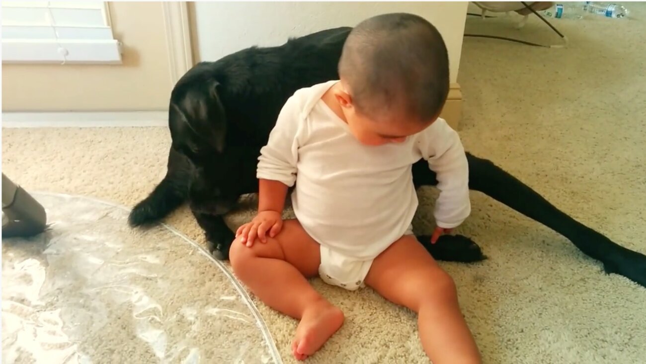 ラブラドールレトリーバー,動画