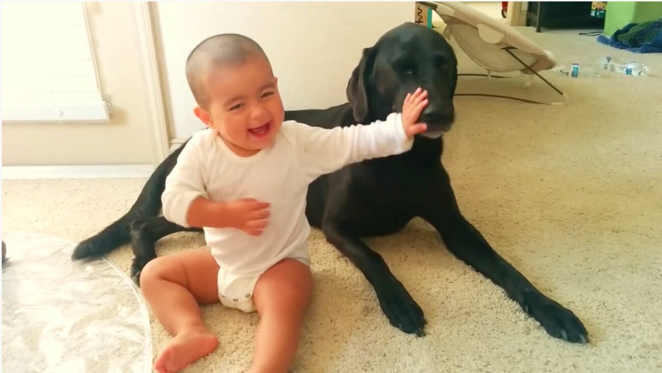 ラブラドールレトリーバー,動画