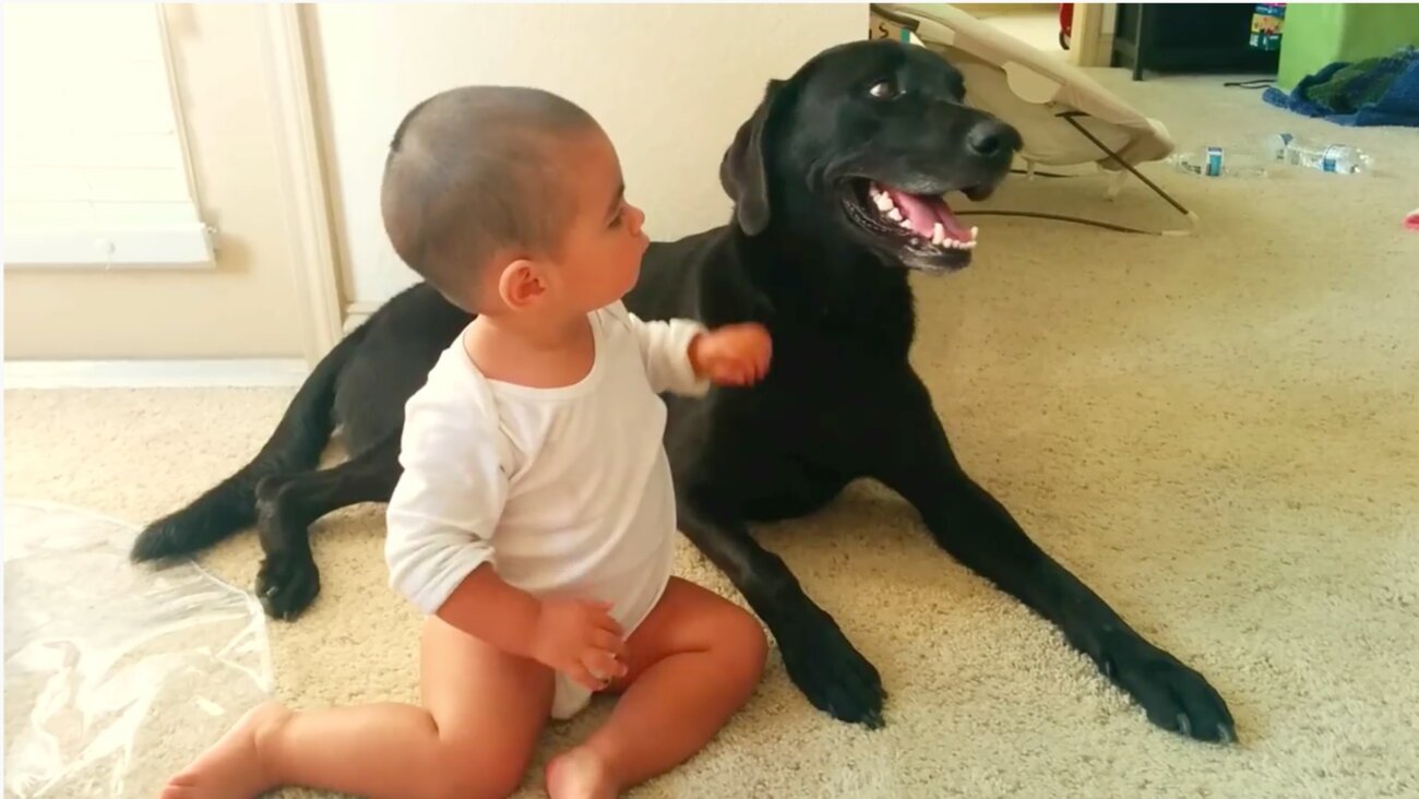 ラブラドールレトリーバー,動画