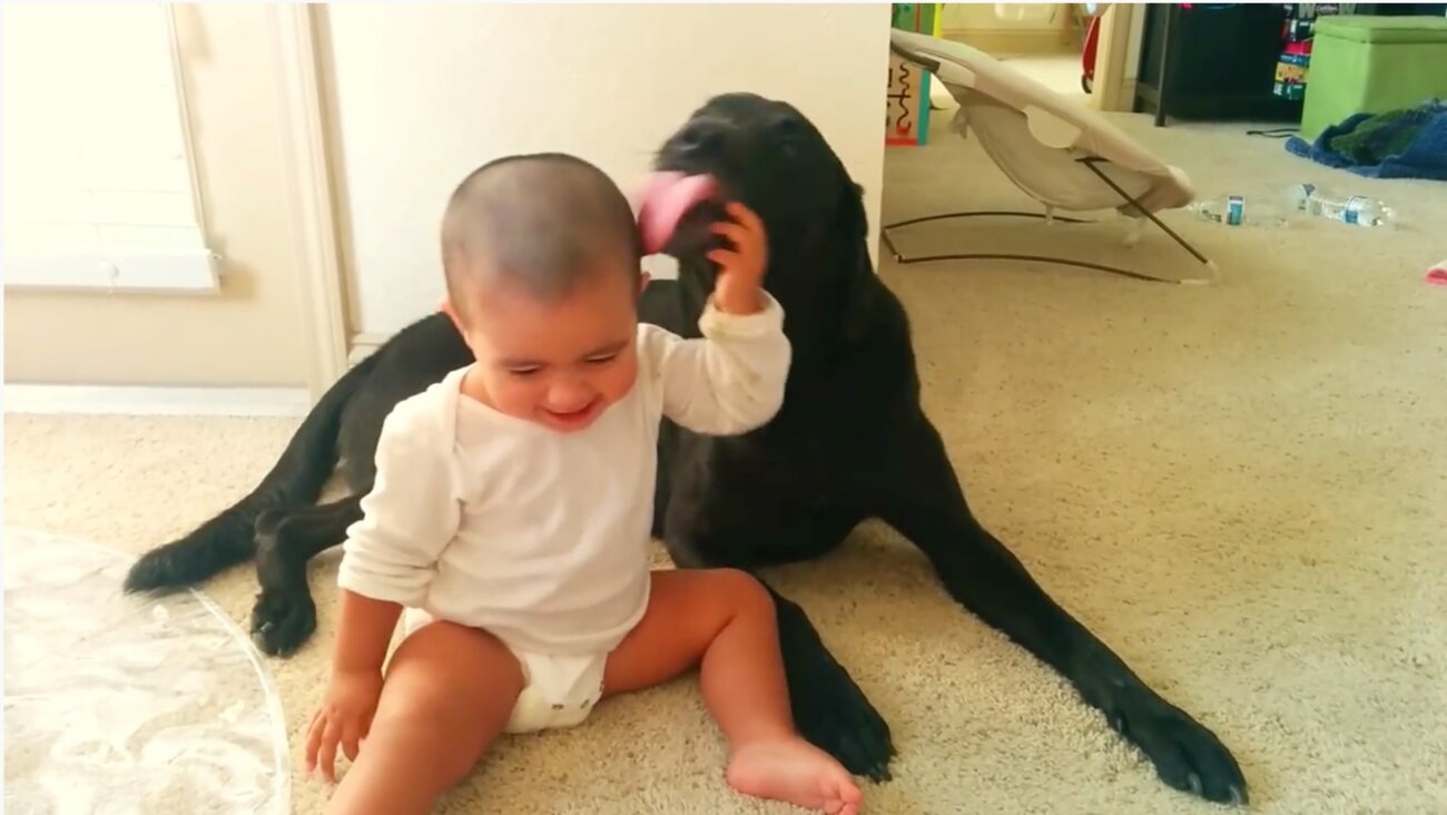 ラブラドールレトリーバー,動画