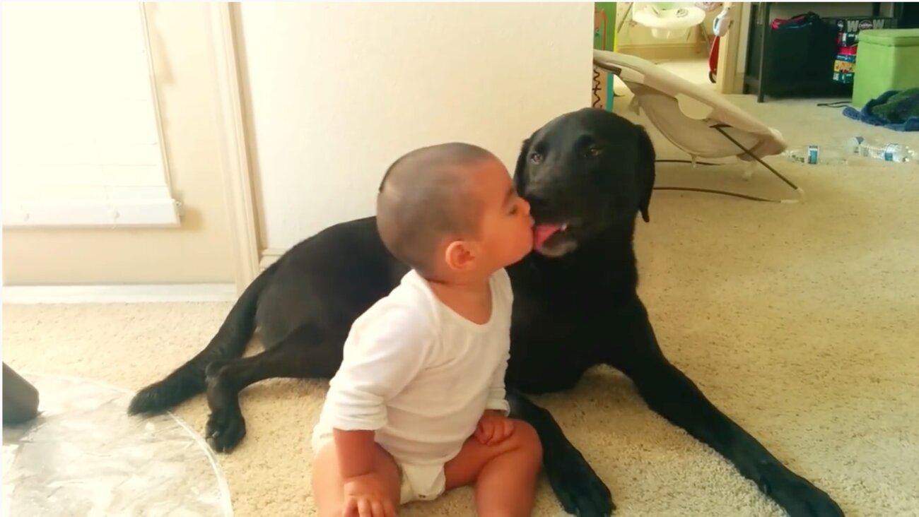 ラブラドールレトリーバー,動画