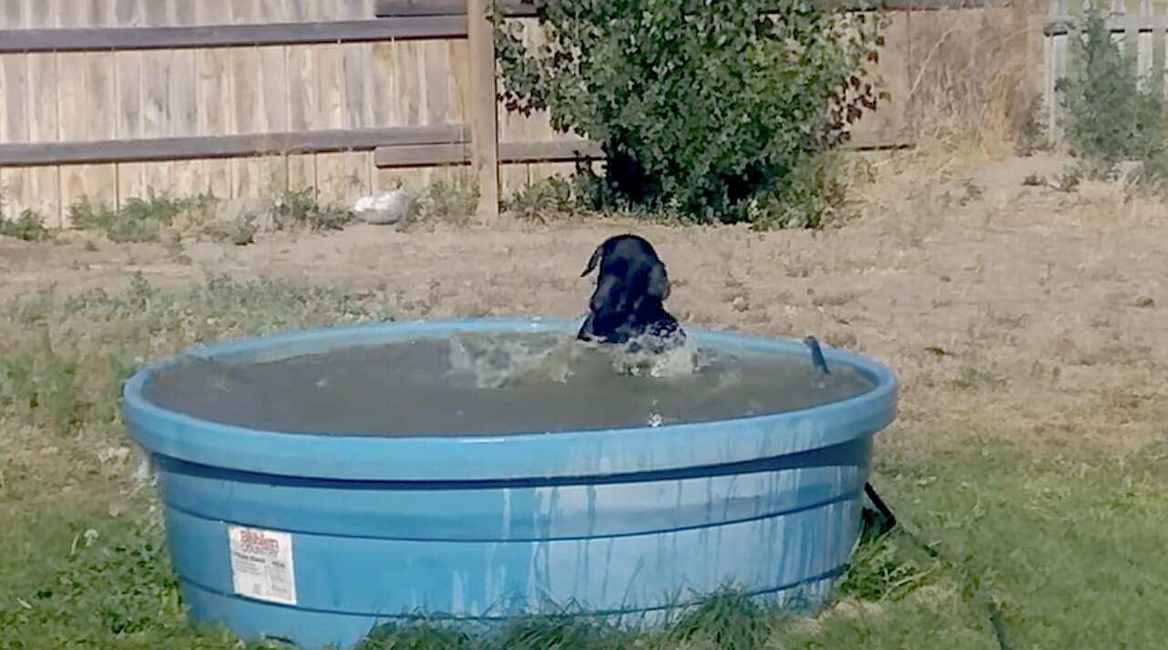 ラブラドールレトリーバー,動画