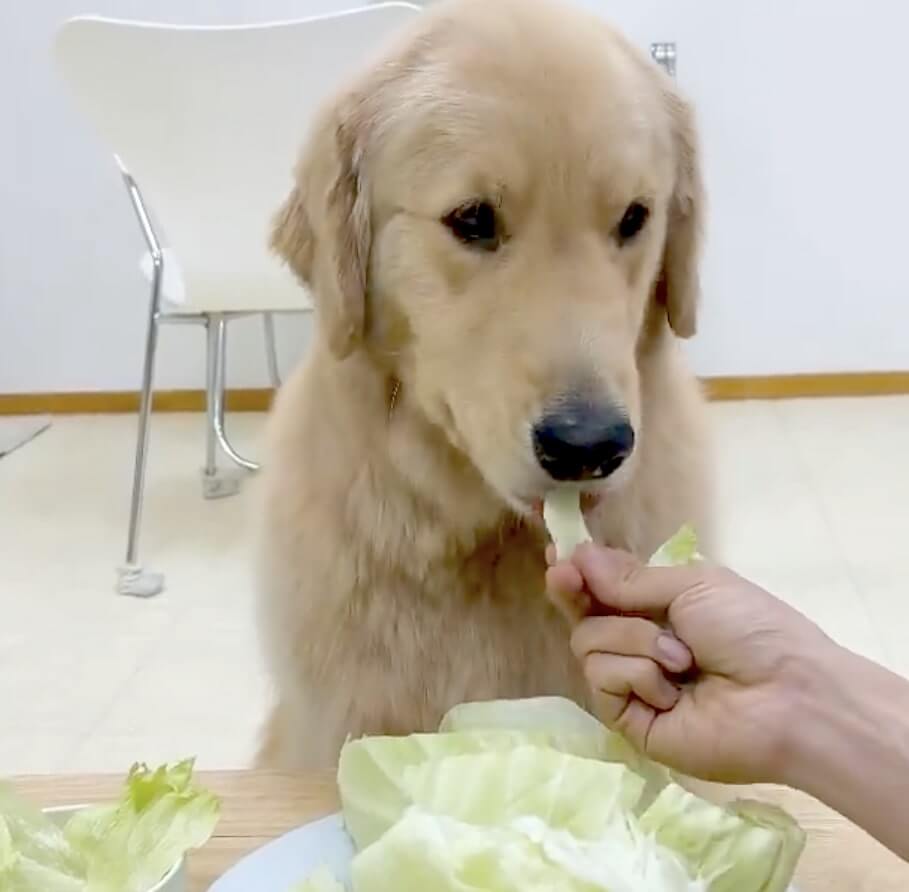 ゴールデンレトリーバー,動画