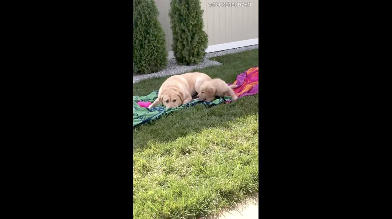 ゴールデンレトリーバー,動画