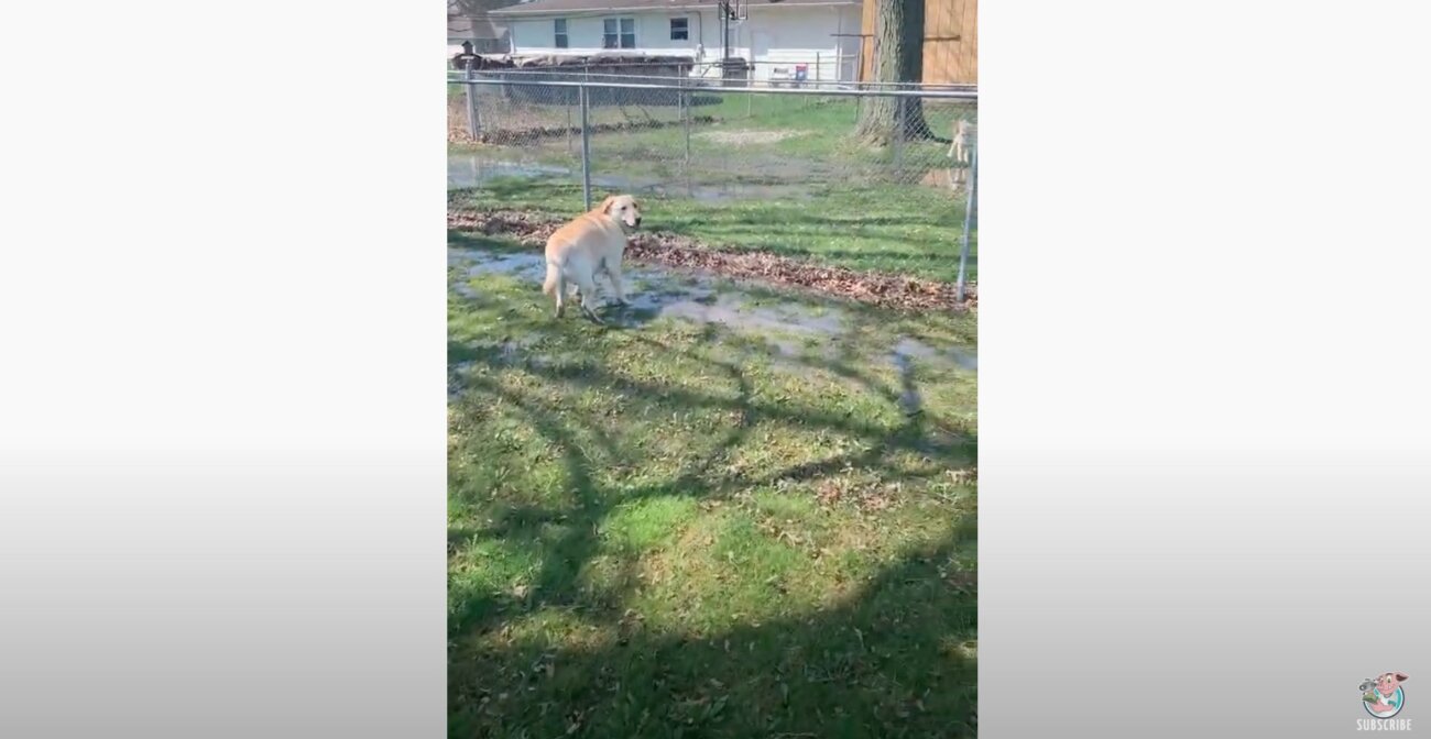 ラブラドールレトリーバー,動画