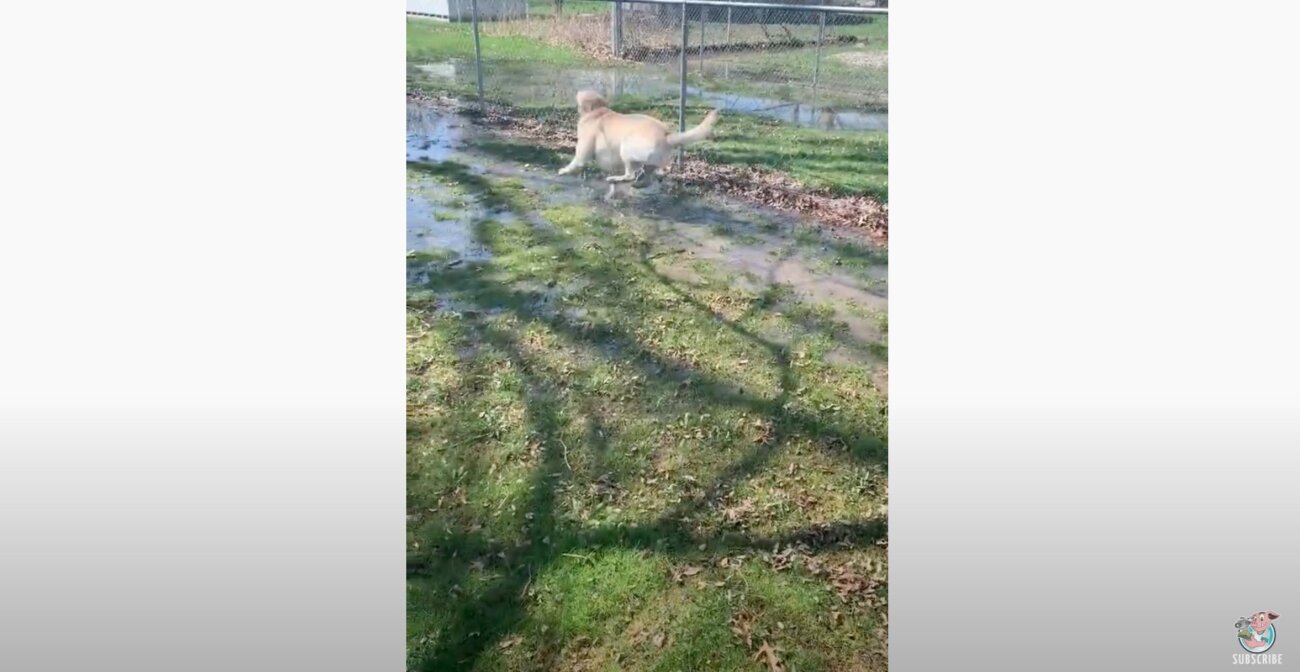 ラブラドールレトリーバー,動画