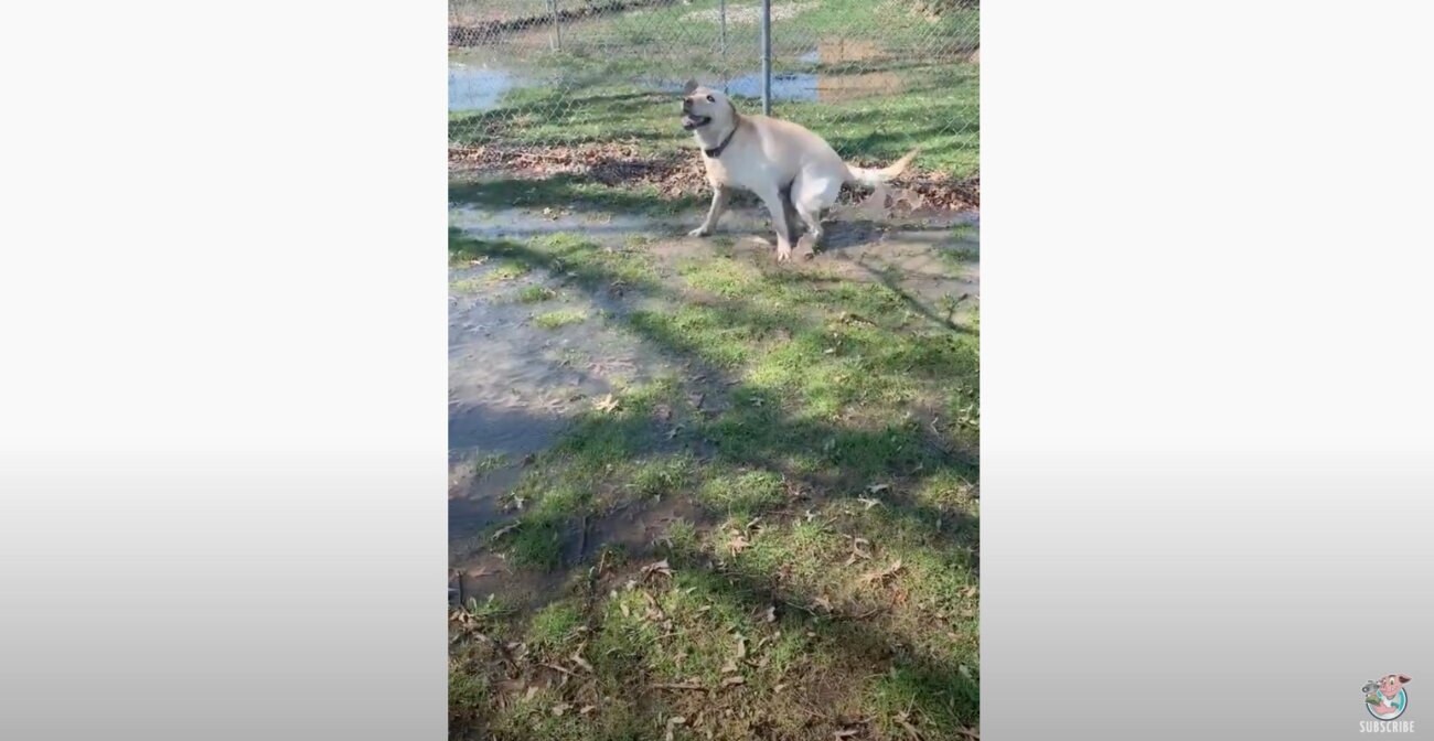 ラブラドールレトリーバー,動画