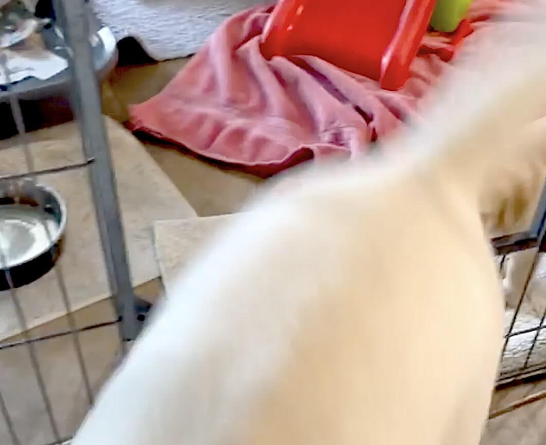 ラブラドールレトリーバー,動画