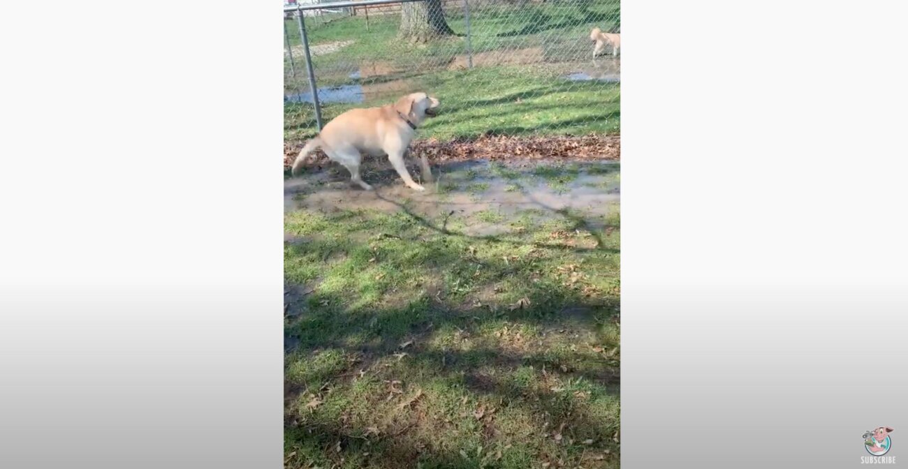 ラブラドールレトリーバー,動画