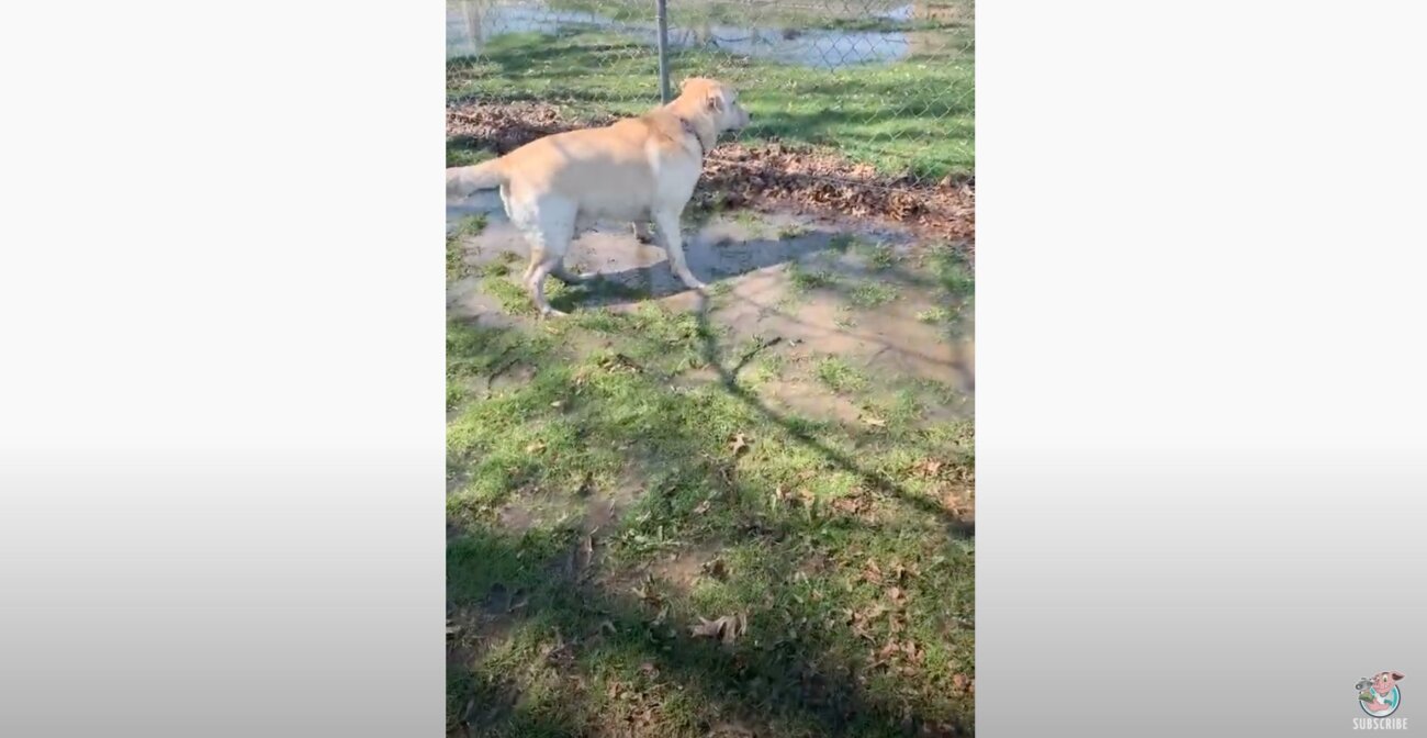 ラブラドールレトリーバー,動画