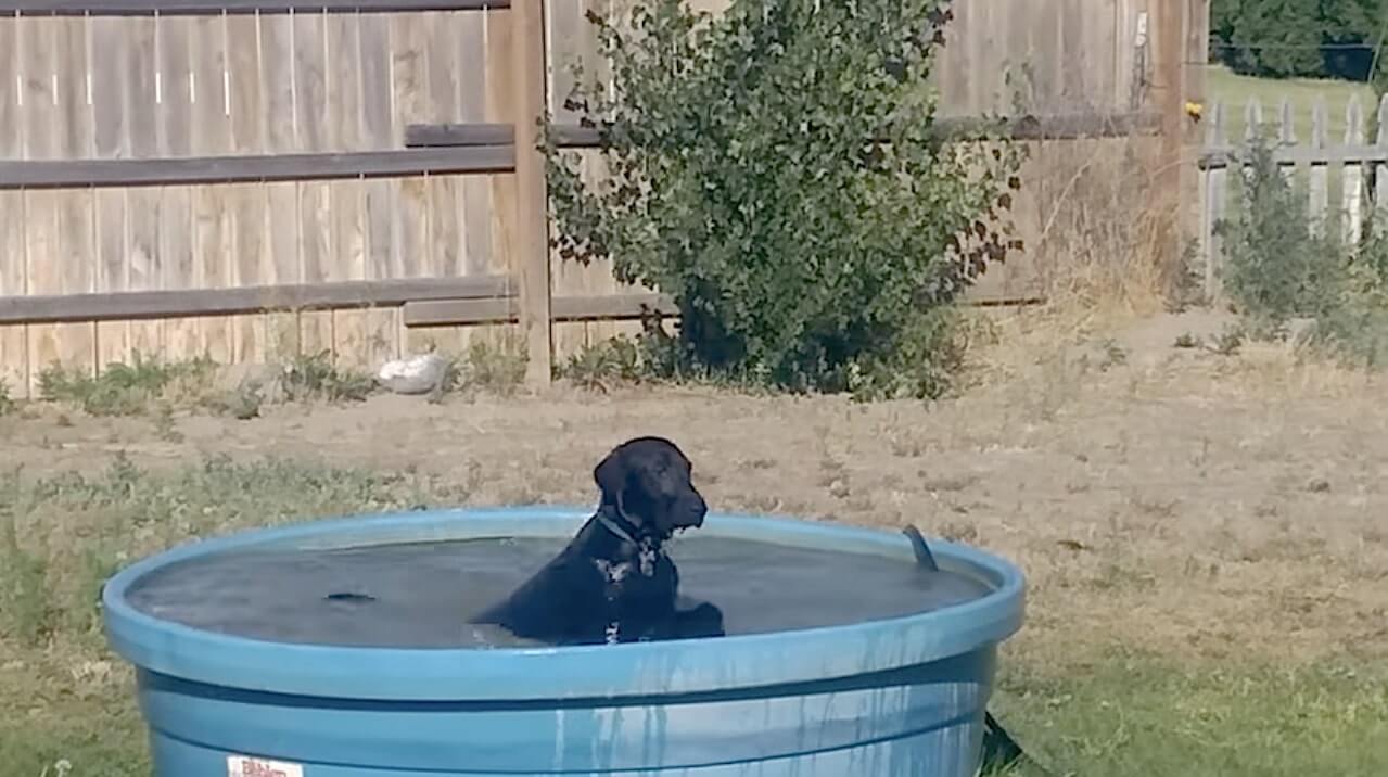 ラブラドールレトリーバー,動画