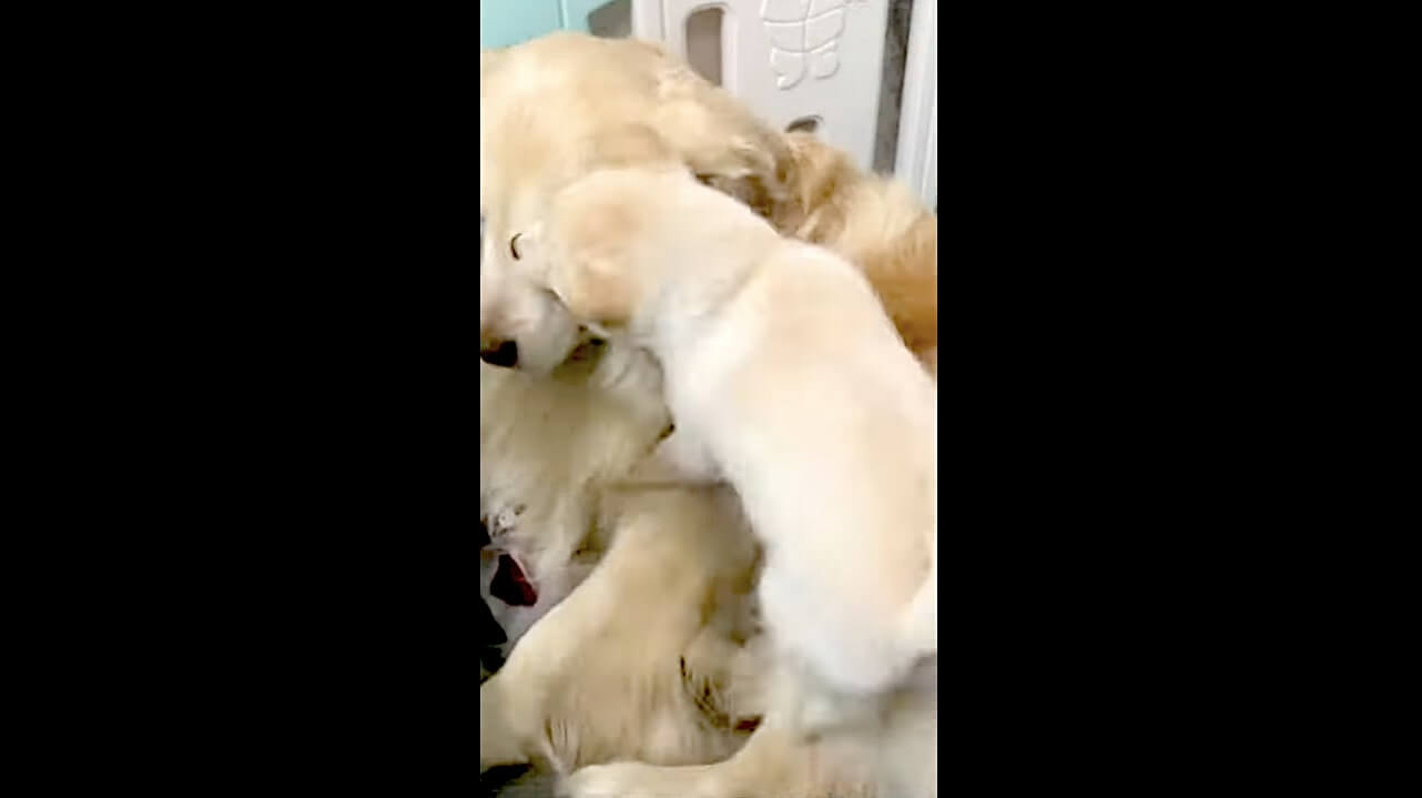 ゴールデンレトリーバー,動画