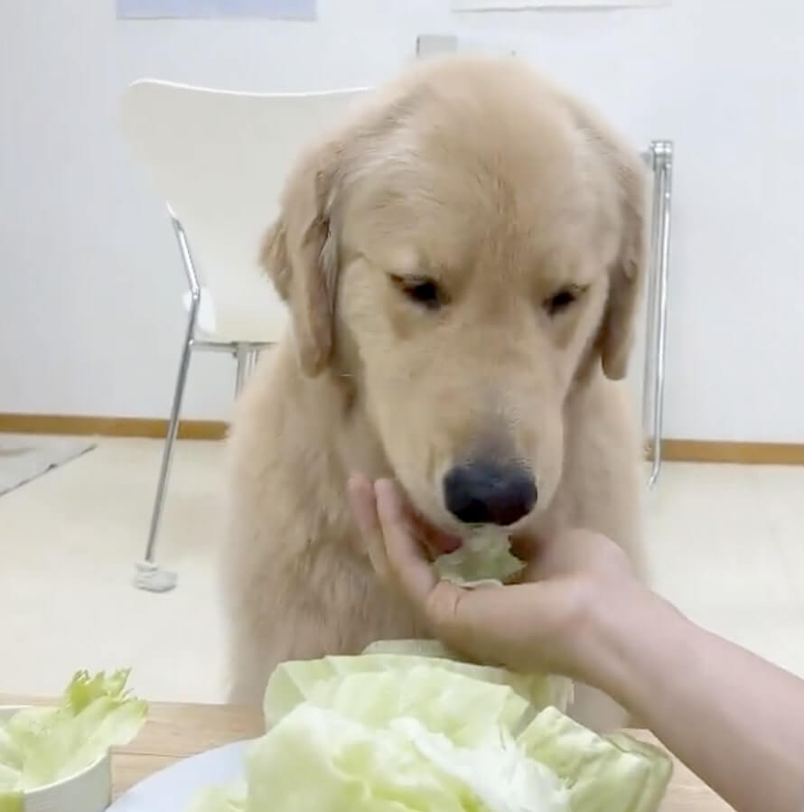 ゴールデンレトリーバー,動画