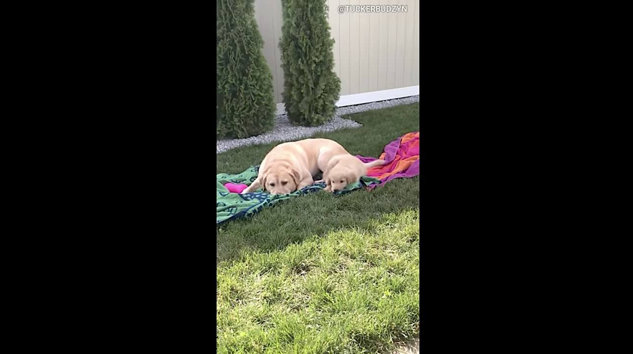 ゴールデンレトリーバー,動画