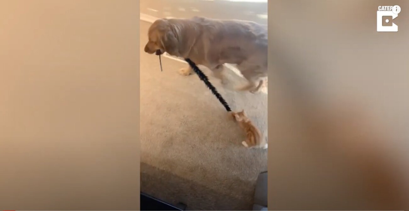 ゴールデンレトリーバー,動画