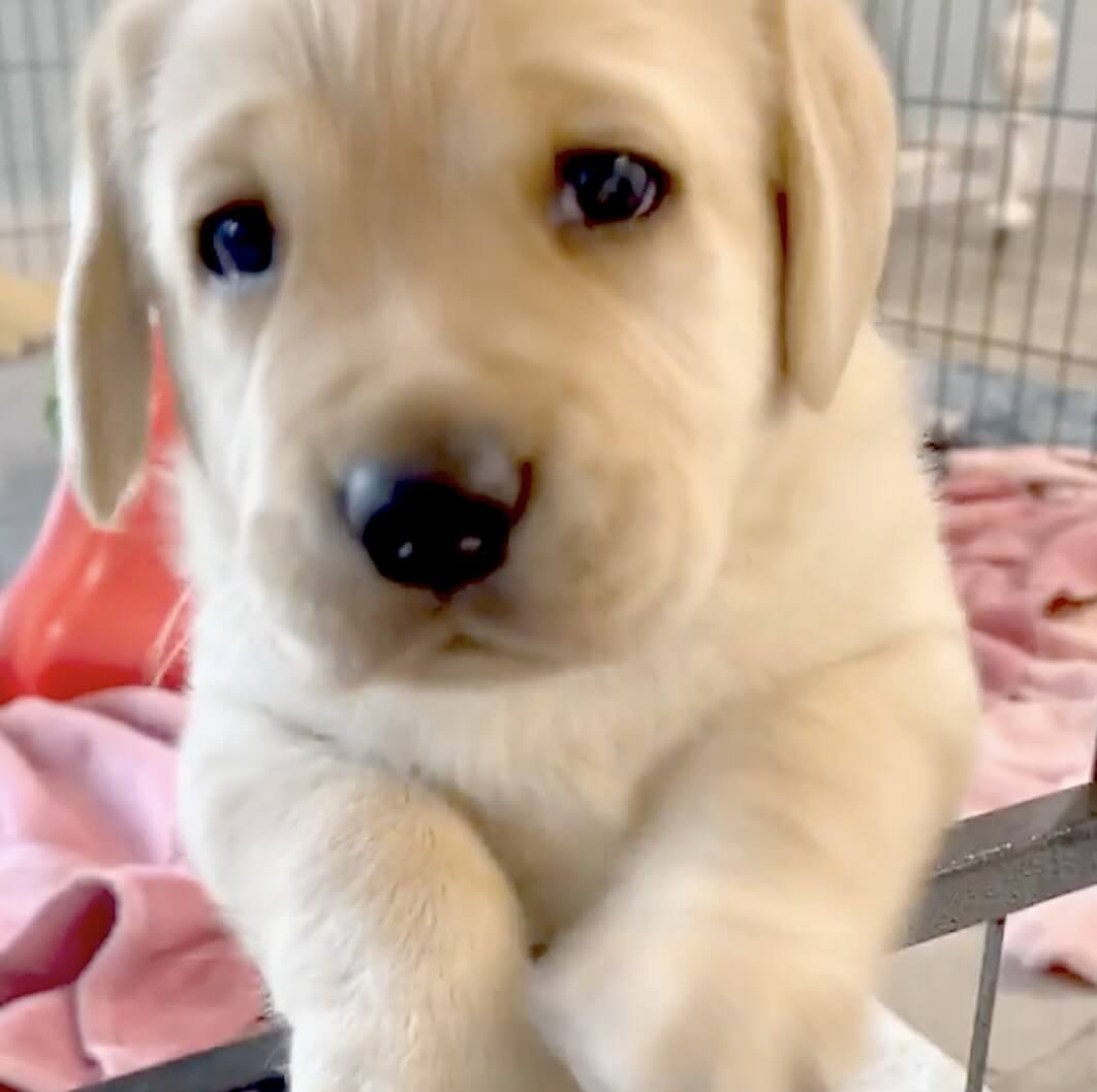 ラブラドールレトリーバー,動画