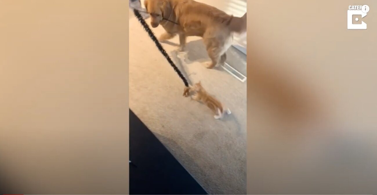 ゴールデンレトリーバー,動画